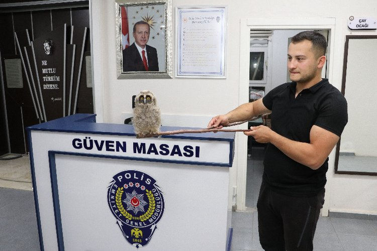 Doğada bulduğu puhu kuşunu polise teslim etti - Bursa Hayat Gazetesi-3