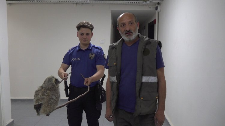 Doğada bulduğu puhu kuşunu polise teslim etti - Bursa Hayat Gazetesi-2