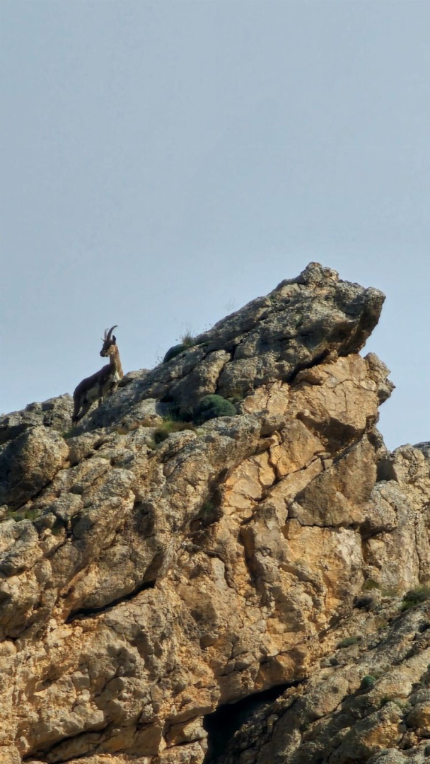 Ağrı'nın dik kayalıklarında dağ keçileri görüldü - Bursa Hayat Gazetesi-2