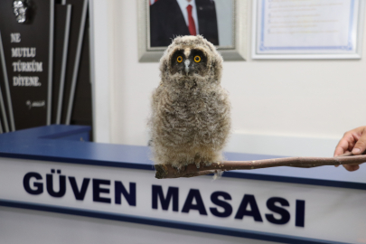 Doğada bulduğu puhu kuşunu polise teslim etti