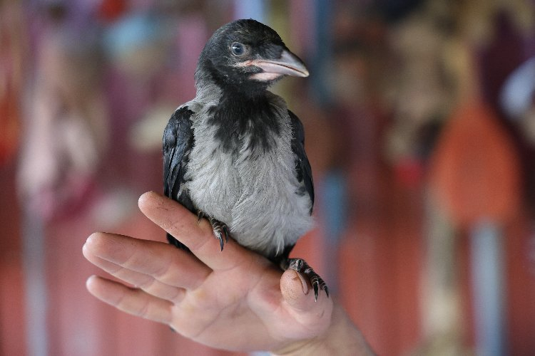 Enkazdan çıkan karga Kahramanmaraş'ın maskotu oldu - Bursa Hayat Gazetesi-4