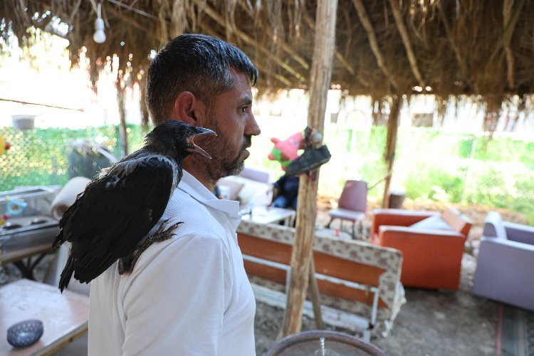 Enkazdan çıkan karga Kahramanmaraş'ın maskotu oldu - Bursa Hayat Gazetesi-3