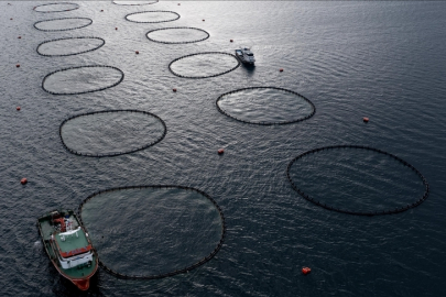 En çok hangi balık avlandı?
