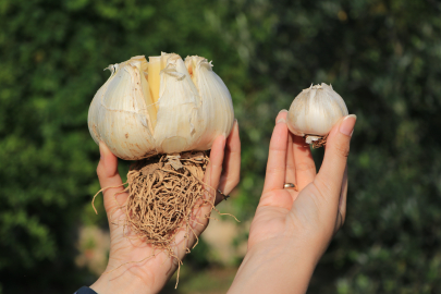 Tayland'dan Türkiye'ye bir diş geldi! Ektiği bahçede bu hale döndü