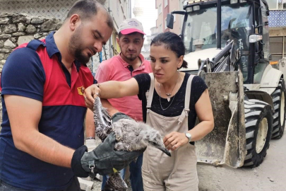 Çatıda mahsur kalan yaralı martıyı itfaiye kurtardı