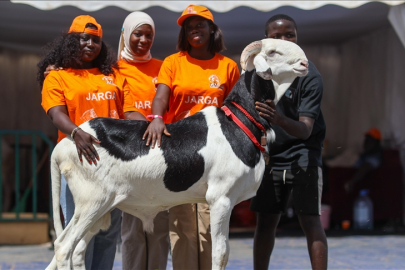100 bin dolara 'ladoum' koyunu!