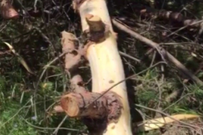 Yarım asırlık ağaç 'hurafeye' kurban gitti!