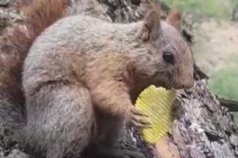 Cips yiyen sincap kameraya yansıdı