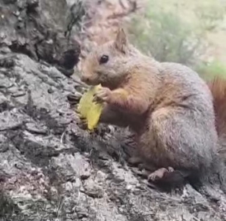 Cips yiyen sincap kameraya yansıdı - Bursa Hayat Gazetesi-2