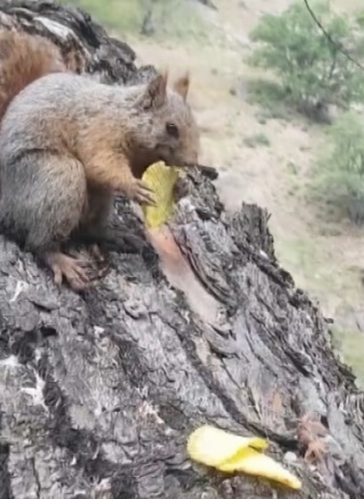 Cips yiyen sincap kameraya yansıdı - Bursa Hayat Gazetesi-3