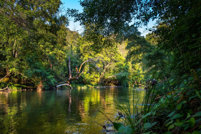 Amazon yağmur ormanları: Dünyanın akciğerleri