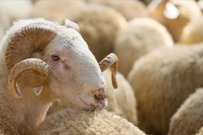 Bursa'da kurban kesim ve satış yerleri nerede?