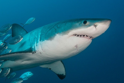 Köpek Balıkları: Denizin kadim avcıları