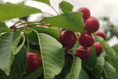 Bu bahçede müşteriler kendi kirazını kendi topluyor