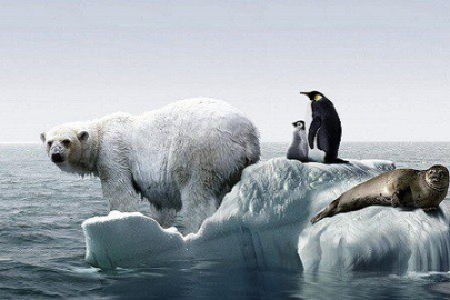 Küresel ısınmanın hayvanlara etkisi: Bir varoluş mücadelesi