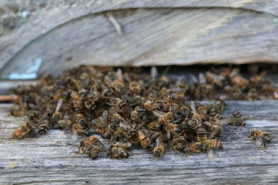 Nedeni bilinmeyen toplu hayvan ölümleri: Bir gizem perdesi