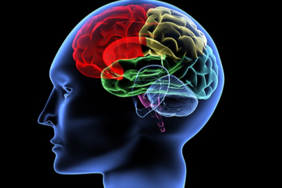 İnsan vücudunun en karmaşık ve gizemli organı: Beyin