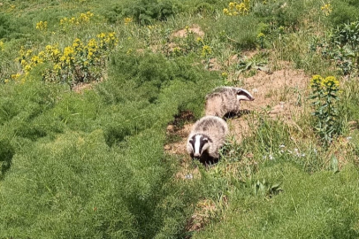Nesli tehlike altındaki porsuk Hakkari'de görüntülendi