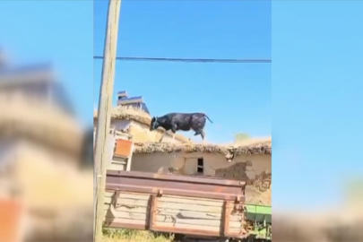 Vatandaşların zor anları... Kurbanlık dana çatıya çıktı!