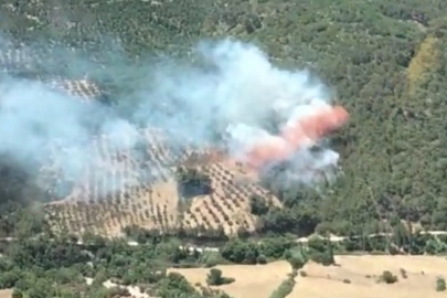 İzmir'in Bergama ilçesinde orman yangını!