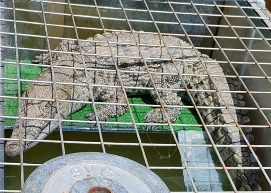 Evinde timsah besliyordu: Gözaltına alındı! Bursa Hayat Gazetesi -2