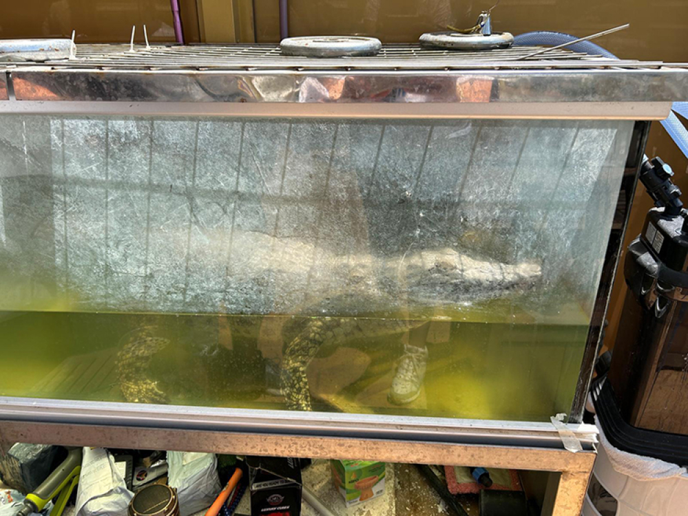 Evinde timsah besliyordu: Gözaltına alındı! Bursa Hayat Gazetesi -3