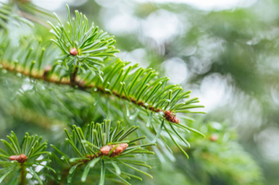 Çam ağaçları: Doğanın güçlü ve muhteşem devleri