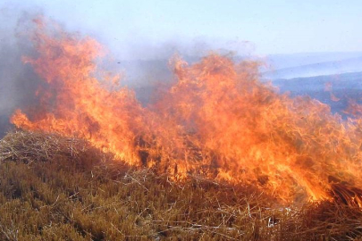 Anız nedir, ne demektir? Anız yangınlarının zararları nelerdir?