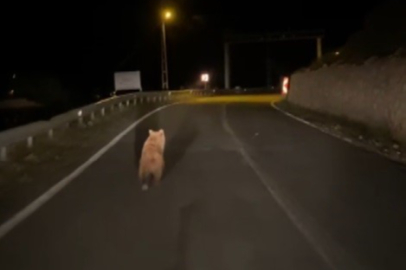 Yola inen bozayı cep telefonu kamerasına yansıdı