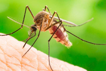 Sivrisinek ısırığı sonrası dikkat edilmesi gerekenler: Belirtiler ve tedavi