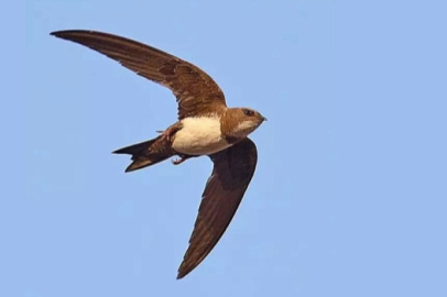 Ebabil kuşu: Kutsal bir sembol ve gizemli bir varlık