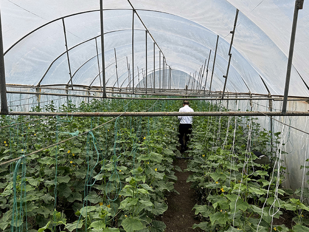 5 bin ton verim bekleniyor Bursa Hayat Gazetesi -3