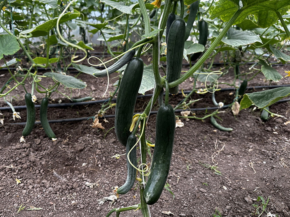 5 bin ton verim bekleniyor Bursa Hayat Gazetesi -2