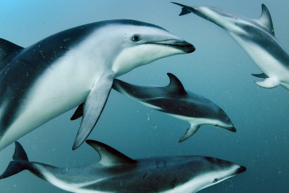 Yunusların yaşam alanları ve göçleri: Bir doğal harikalar şovu