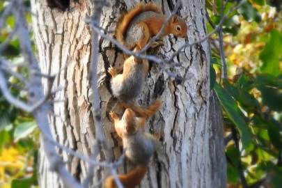 Ceviz ağacına yuva yapan sincap ailesi görüntülendi