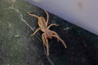 1 metre yükseğe zıplayabiliyor! Sarıkız örümceği yeniden görüldü