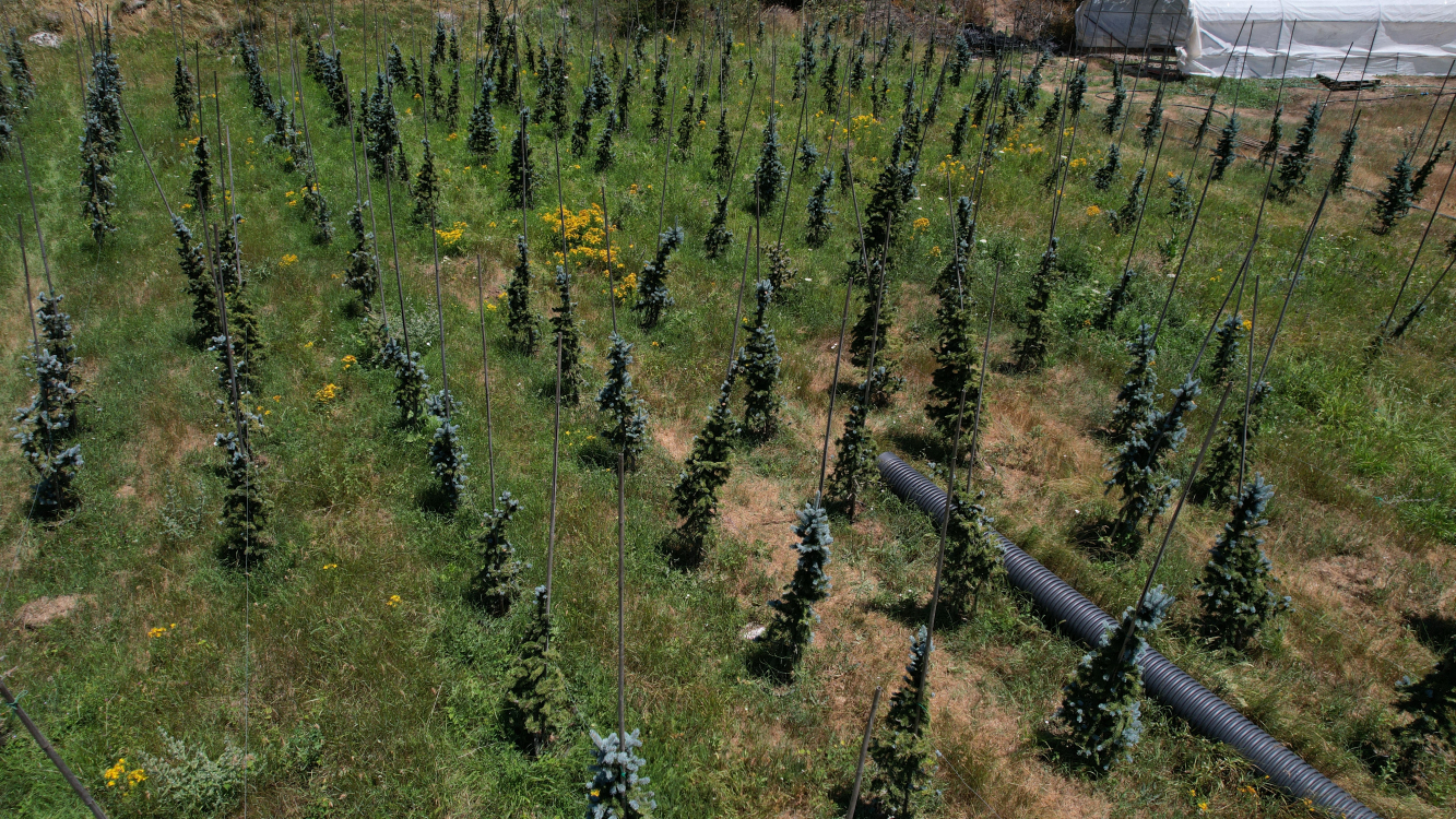 Bursa'da kurduğu mavi ladin bahçesiyle dünya pazarına açılmak istiyor - Bursa Hayat Gazetesi-5