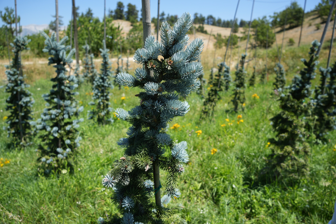 Bursa'da kurduğu mavi ladin bahçesiyle dünya pazarına açılmak istiyor - Bursa Hayat Gazetesi-6