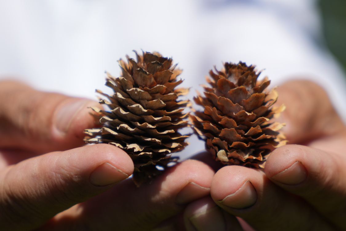 Bursa'da kurduğu mavi ladin bahçesiyle dünya pazarına açılmak istiyor - Bursa Hayat Gazetesi-7