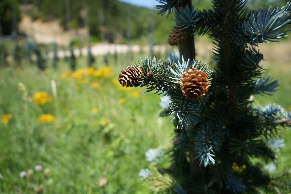 Bursa'da kurduğu mavi ladin bahçesiyle dünya pazarına açılmak istiyor - Bursa Hayat Gazetesi-3