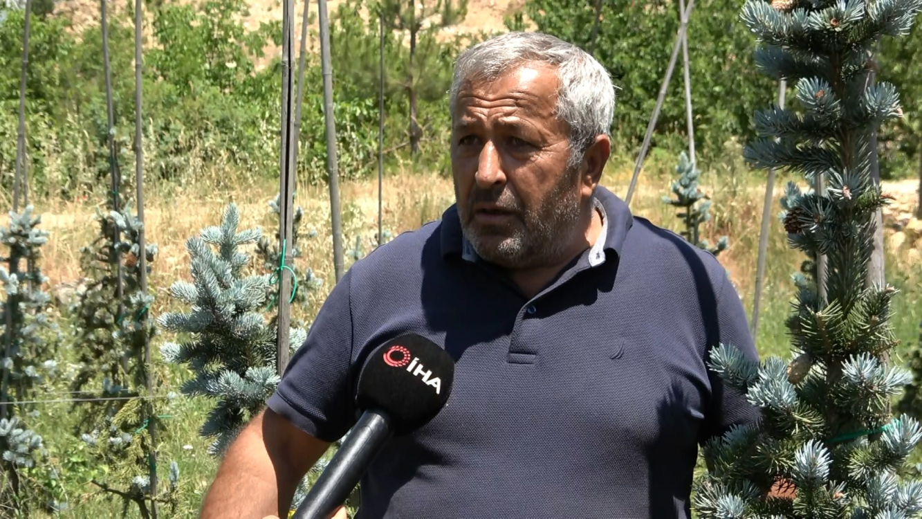 Bursa'da kurduğu mavi ladin bahçesiyle dünya pazarına açılmak istiyor - Bursa Hayat Gazetesi-4