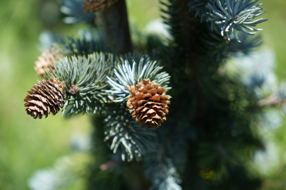 Bursa'da kurduğu mavi ladin bahçesiyle dünya pazarına açılmak istiyor