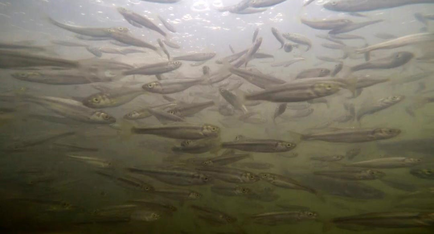 Yumurtadan çıkan yavruların suyun tersine göçü başladı - Bursa Hayat Gazetesi-3