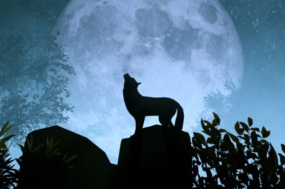 Bozkurt: Tarihi, anlamları ve kullanımları