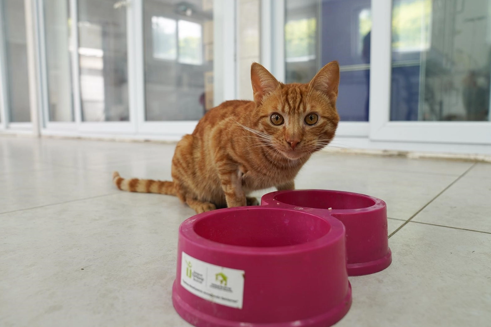 İyileşen felçli kedi yeni yuvasını bekliyor