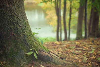Konya'da ormanlara girişler yasaklandı mı?