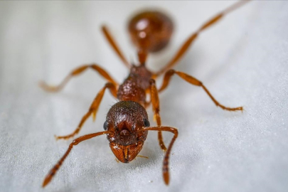 Karıncalarla ilgili yeni keşif!