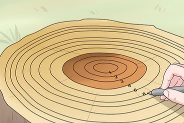 Ağaçların yaşı nasıl hesaplanır? Yıllık halkalar ve zamanın izleri