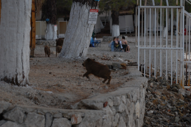 Plaja inen domuz sürüsü yiyecek aradı - Bursa Hayat Gazetesi-3