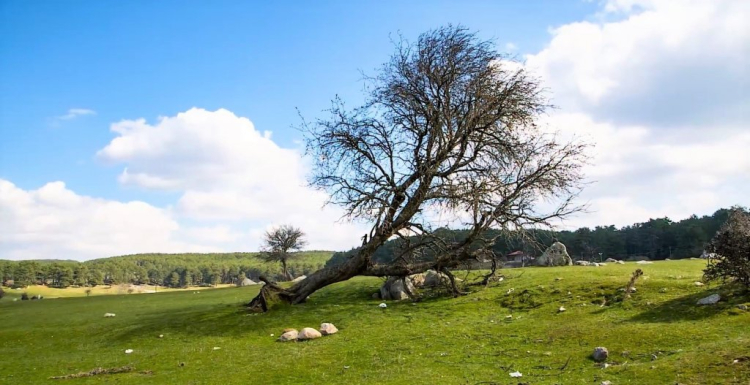 Kocayayla Piknik Alanı'na nasıl gidilir? Kocayayla Piknik Alanı'nda piknik ve mangal yapmak yasak mı?-Bursa Hayat Gazetesi-2